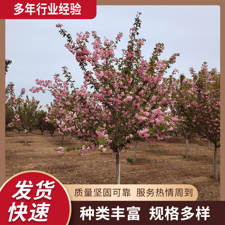 6-8-10-12-16У@^ѻֵL֦ѻ仨_^