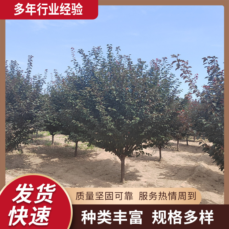 6-8-10-12-15-16-18־^÷@еG̘ɫG