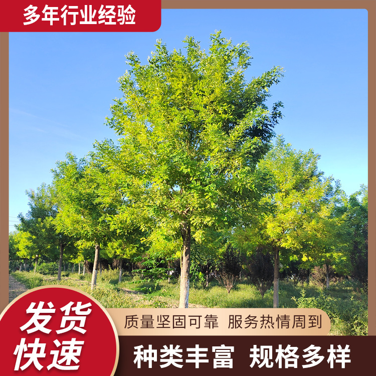 6-8-10-12-16-18-20ͥԺbS𻱳нO֦ϵl_