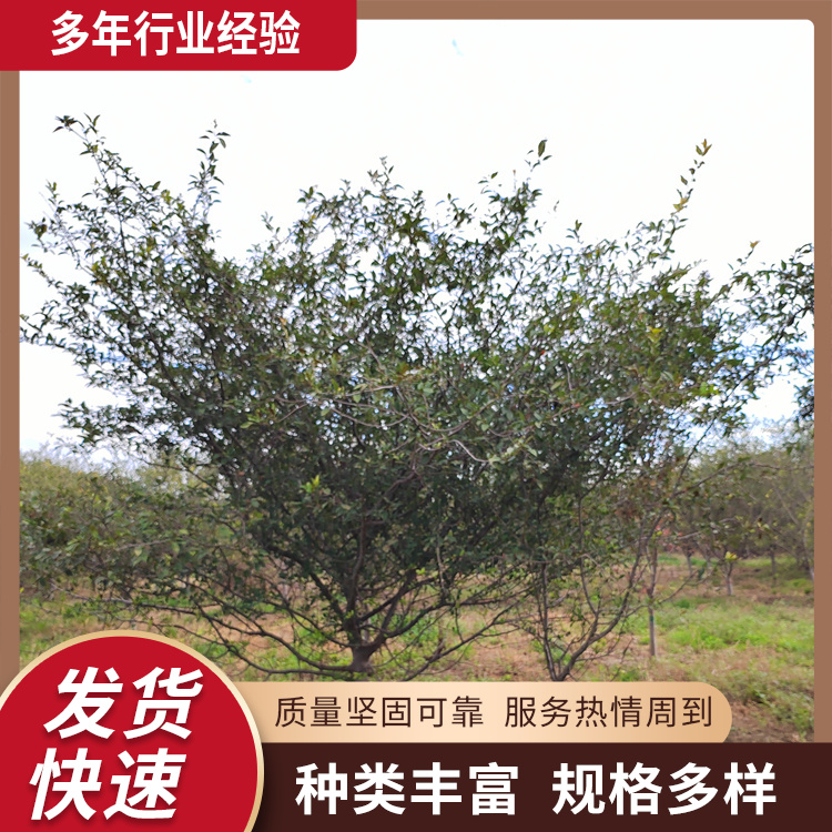 6-7-8-9-10-11-12-13-14-15ִzľ^cYе^pĘ