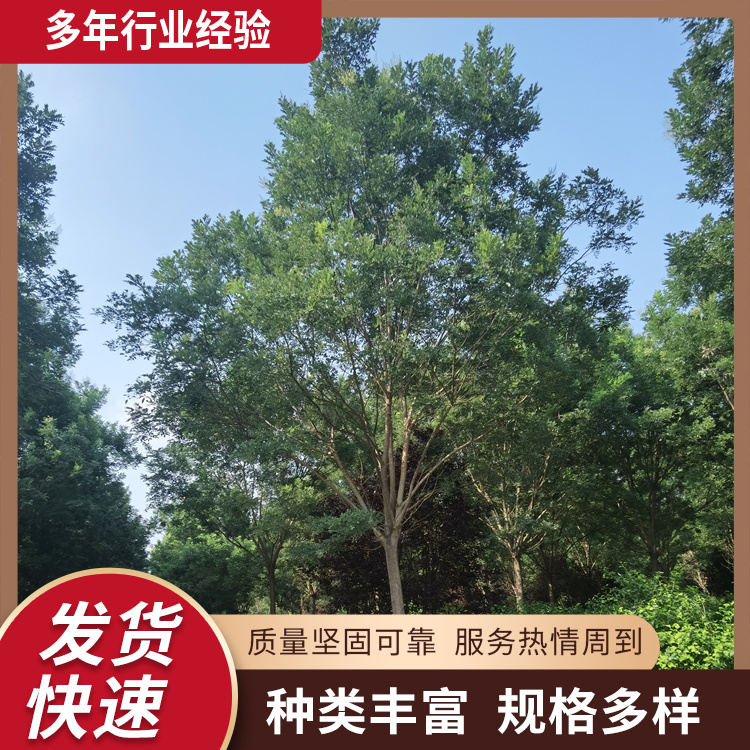 6-8-10-12-16-18ֈ@־^̾GеڷSM