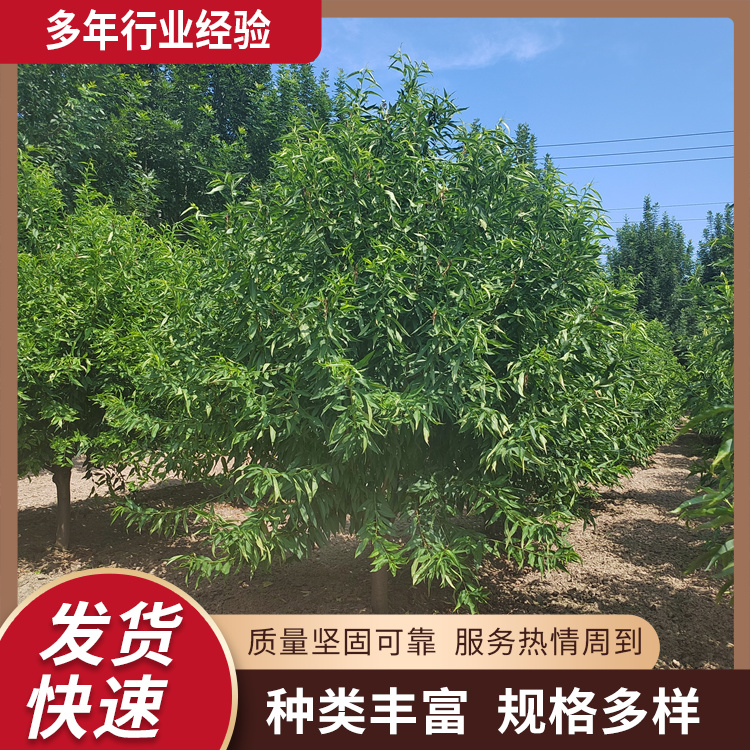 6-8-12ͥԺɽҘ@LֵԾGֲ꽡