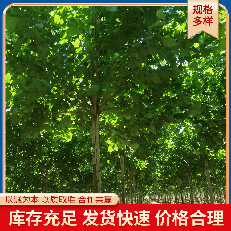 18ַͩеG^pȫڷͩm(yng)