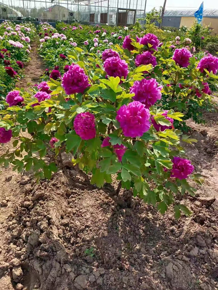 ĵNֲg굽5ĵˎۻɫrG