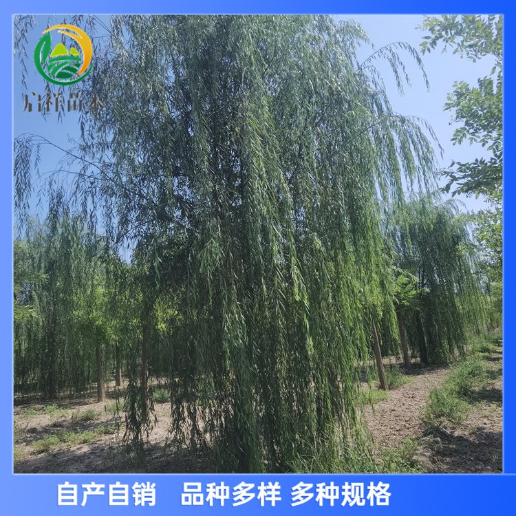 12ּ޽ӴֱڈA֧cyһ2.8b܇80