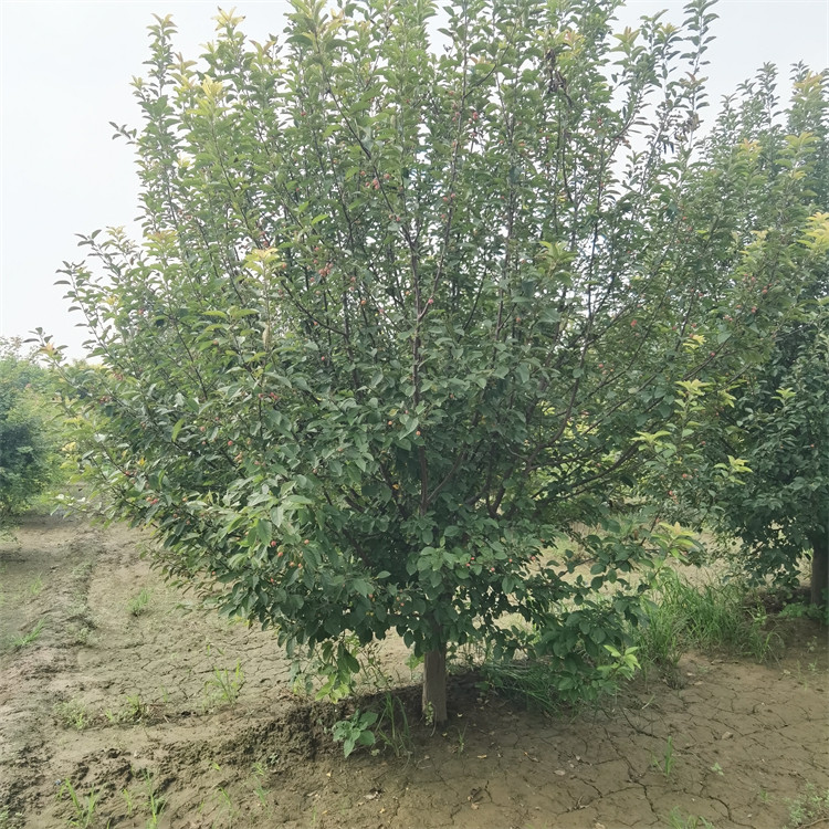 17-18-19־GkͥԺ20ֺĘcYh