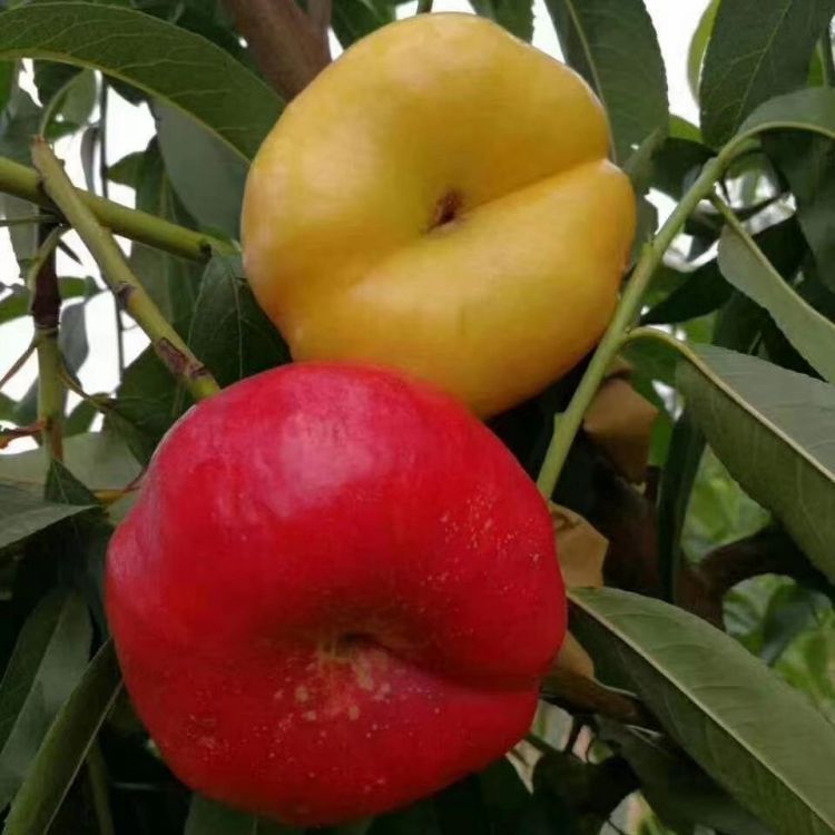 6-6Ʒ|(zh)ϳ˻ֱֱNɻʸ