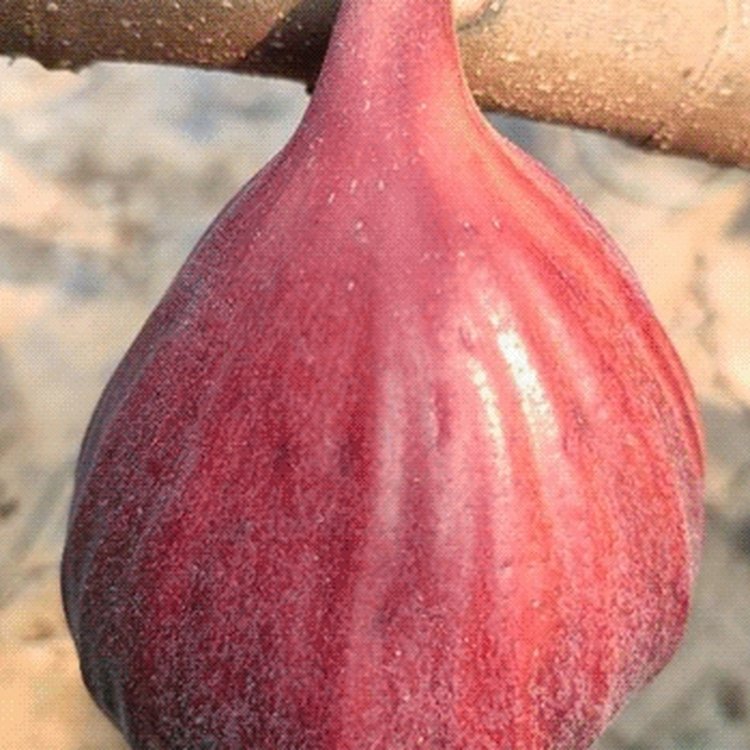 (dng)ͥԺ_(ti)Ԭ˹xշҟoƷ|(zh)ϳ˳ɻʸ