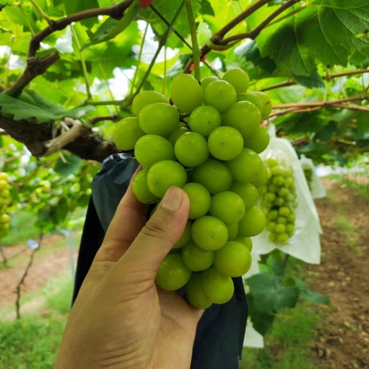 ꖹõ缃ƷNF(xin)ڬF(xin)ur(ji)