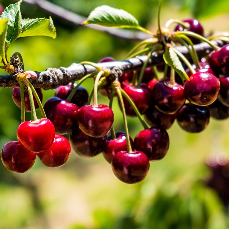 ƷNx(jng)(yn)\̼Ҽg(sh)ָ(do)ֱN