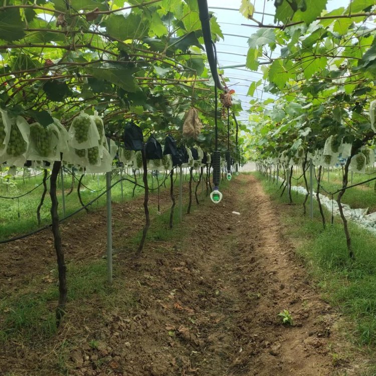 ꖹõֱNƷ|(zh)(yu)ɻʸ