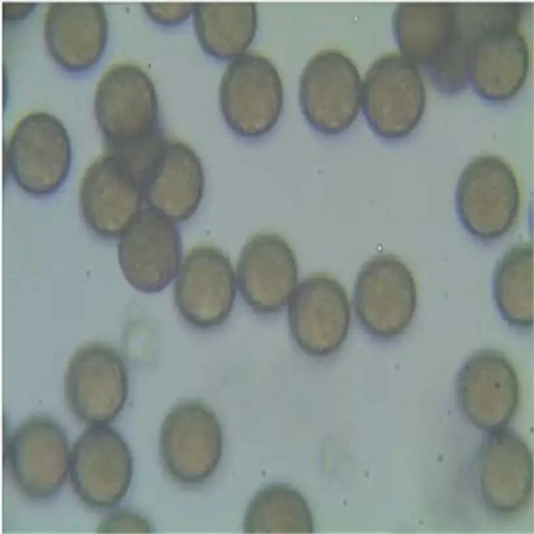 ηɢۼ׻ϩ΢(PMMA΢)25mg\/ml10ml