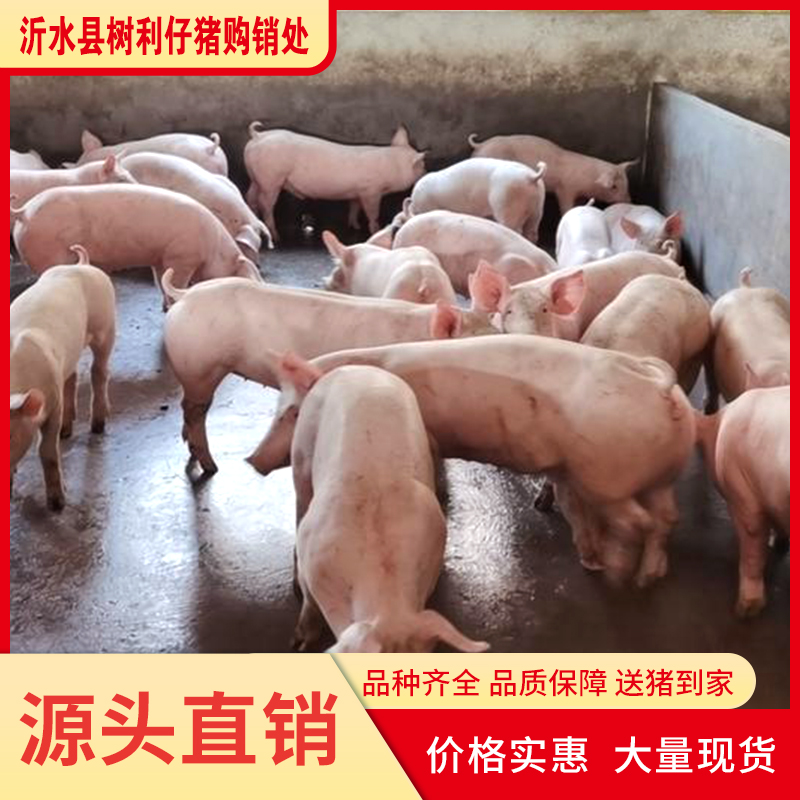 iЈַFСiЃrɫN۰l۸