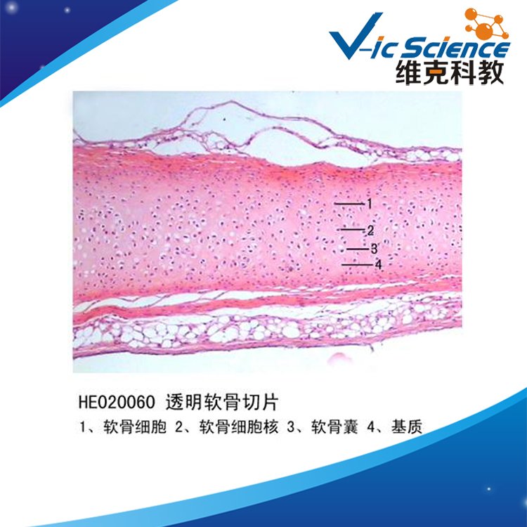 ͸ܛƬYM˱ֲƬ˱У@΢R^첣Ƭ