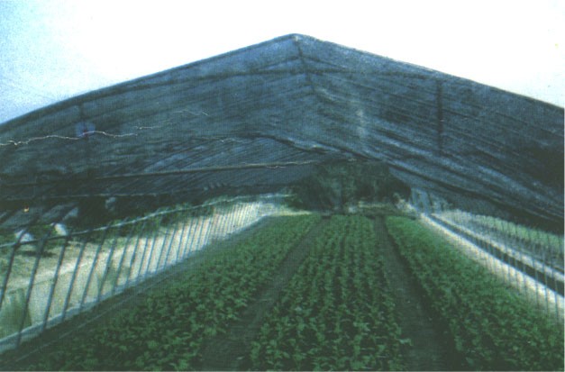 ʗlSʗlrϩʗl