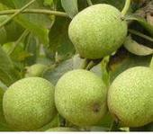 (yng)1׺/r(ji)/ɽ|/ɽ|̩ء