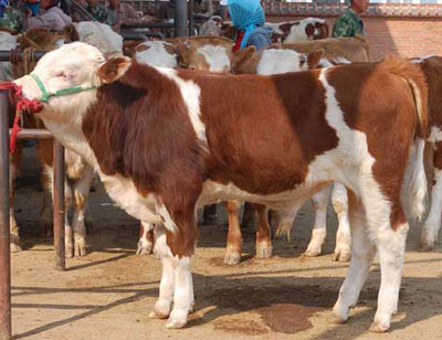 ЇSţW||TţBֳg|ţƷN|ӹţ