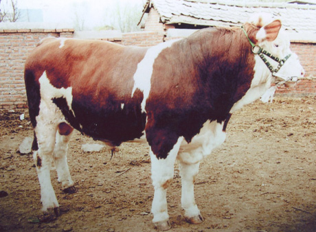 ЇSţBֳg|ţƷNָءTţ