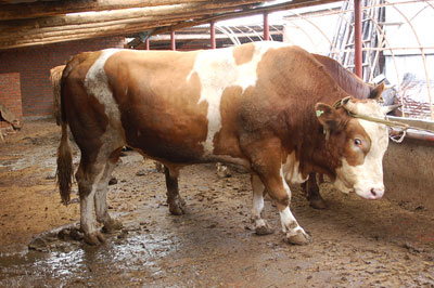 ţƷNSţBֳӹţrţأĸţgţ