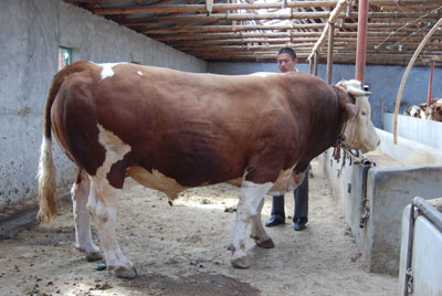 ţЈЇSţƷN|TţBֳg