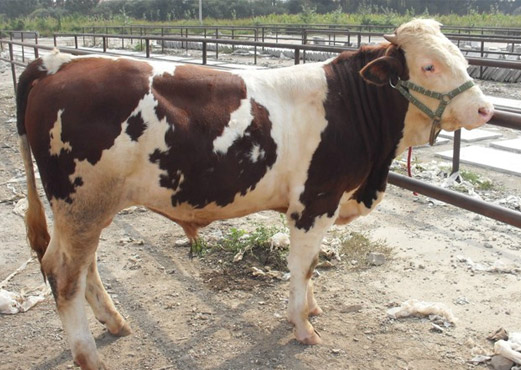 |ţWָSţƷNЇţЈTţ