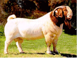 䬱^(q) (zhn)lhɽB(yng)ֳɽăr