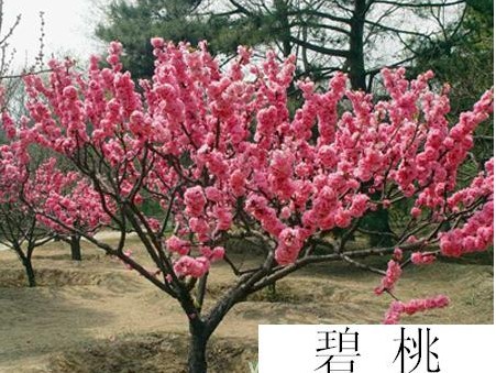 t~С硾t~Сrɽ|̩t~҃r