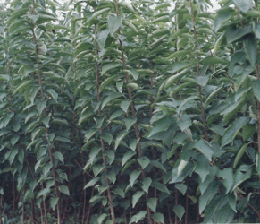 (yng)С硾Сr(ji)ɽ|̩r(ji)