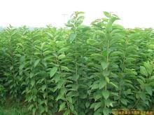 (yng)Ҍ(sh)硾Ҍ(sh)rɽ|̩Ҍ(sh)r