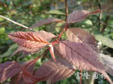 ~÷С硾ɽ|~÷С硿ɽ|~÷r