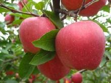 O(png)#ɽ|O(png)С硾O(png)r(ji)ɽ|O(png)Сr(ji)