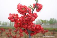 tʯ#ɽ|tʯġtʯărɽ|tʯăr