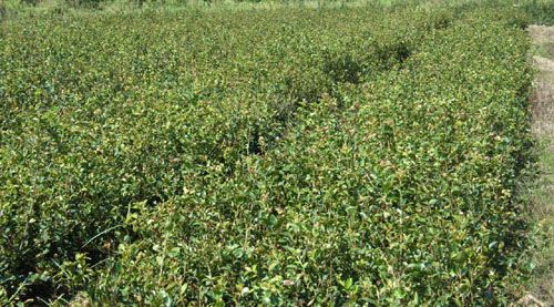 #ɽ|硾r(ji)ɽ|r(ji)