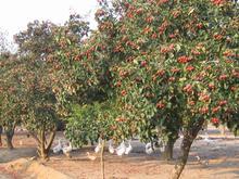 ɽС/ /ɽСrɽ|ɽС硿ɽ|ɽСr