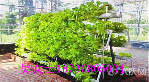 ͥ@ˇ/ܔ[ż/߲˷NֲʹòE