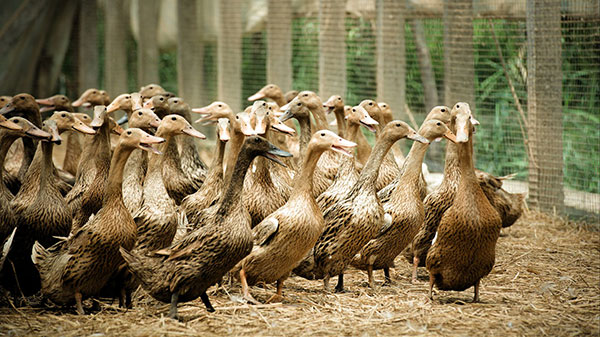 SӵپW(wng)|Sӵ˾Sӵ