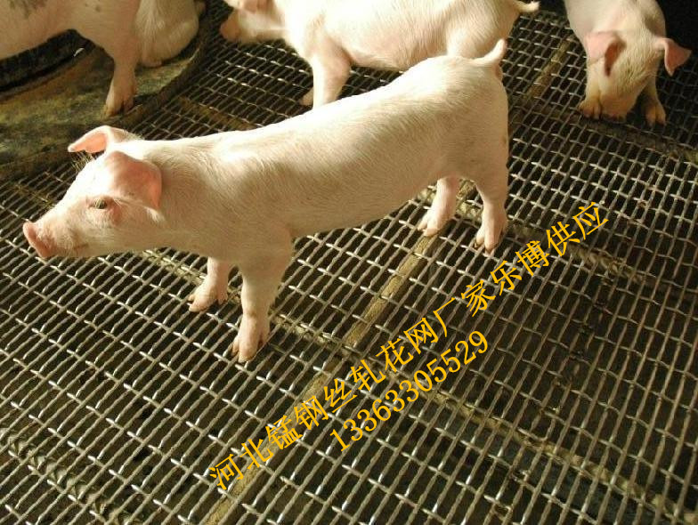 ϷFz܈W(wng)B(yng)iW(wng)