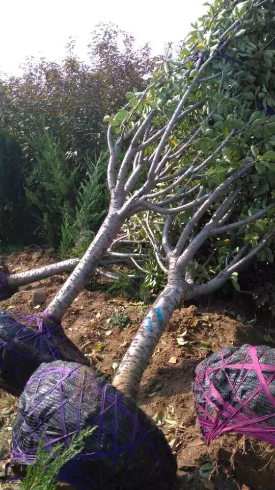 10֙ѻ硢10֙ѻr١10֙ѻr