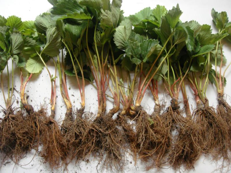 mزݮ mزݮXһãmزݮr