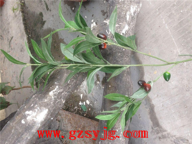 Vݷϙ ϙ ϺLEDϙ ϙb