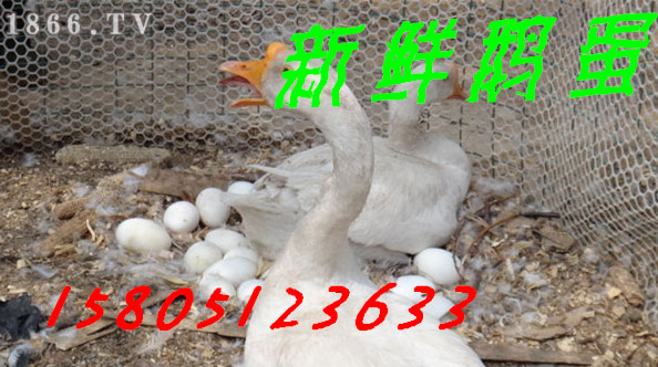 еЋDZȥ̥ F(xin)rZXһ(g)