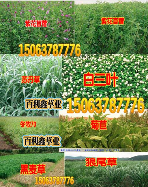 ݾջ݈DƬβݷNݾջ݈DƬ