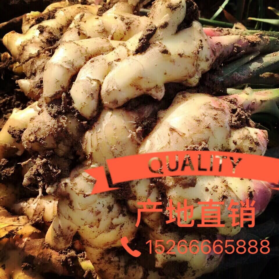 (yu)|(zh)a(chn)؃r(ji)