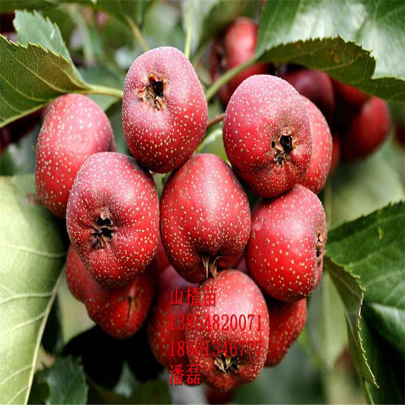 ɽ硢ɽ高ƷNɽ高Xһ