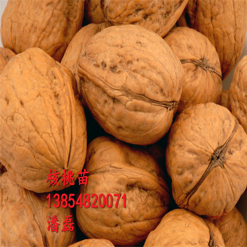 8518Ҙ硢8518ҘXһáɽ|8518Ҙr