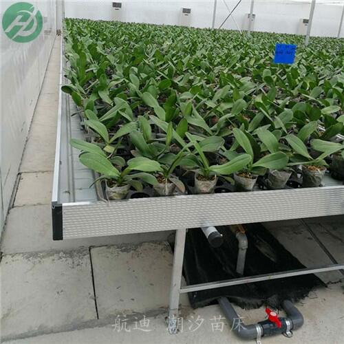 a͜/Ƅ紲˾/-ϫ紲ֱN