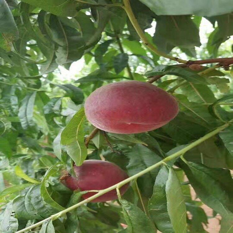 شҘ(sh)·ݳ ߮a(chn)ҘԷNg(sh)