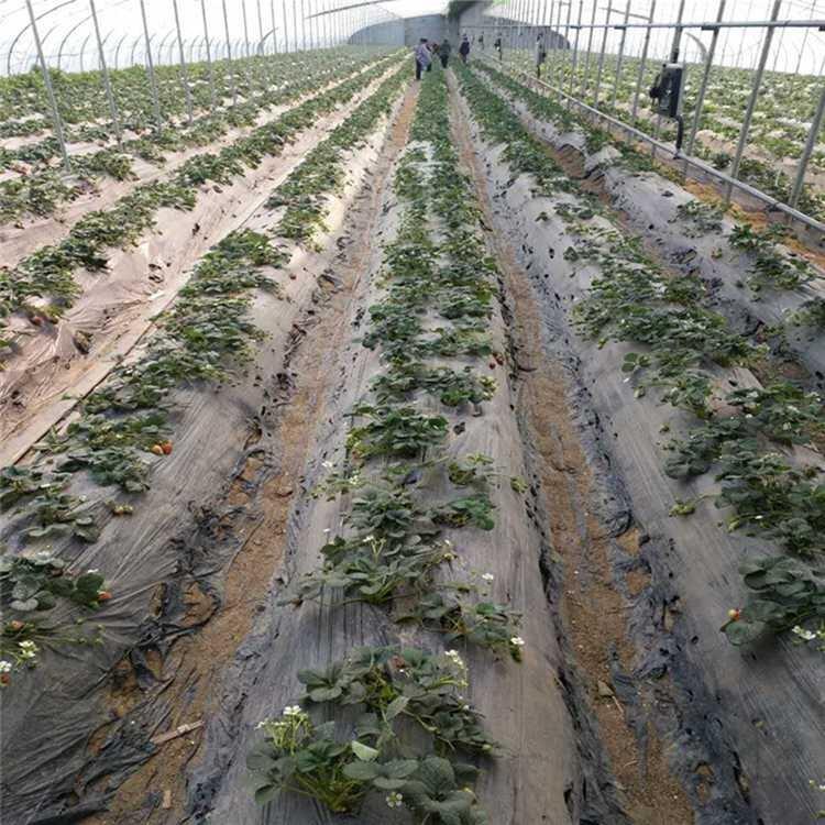 Ϻݮr Ϻ^(q)mϷNֲݮժ@