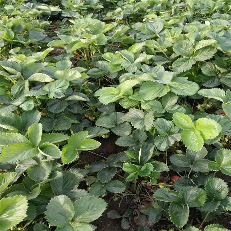 ˽ݮNֲg һطNֲٲݮ