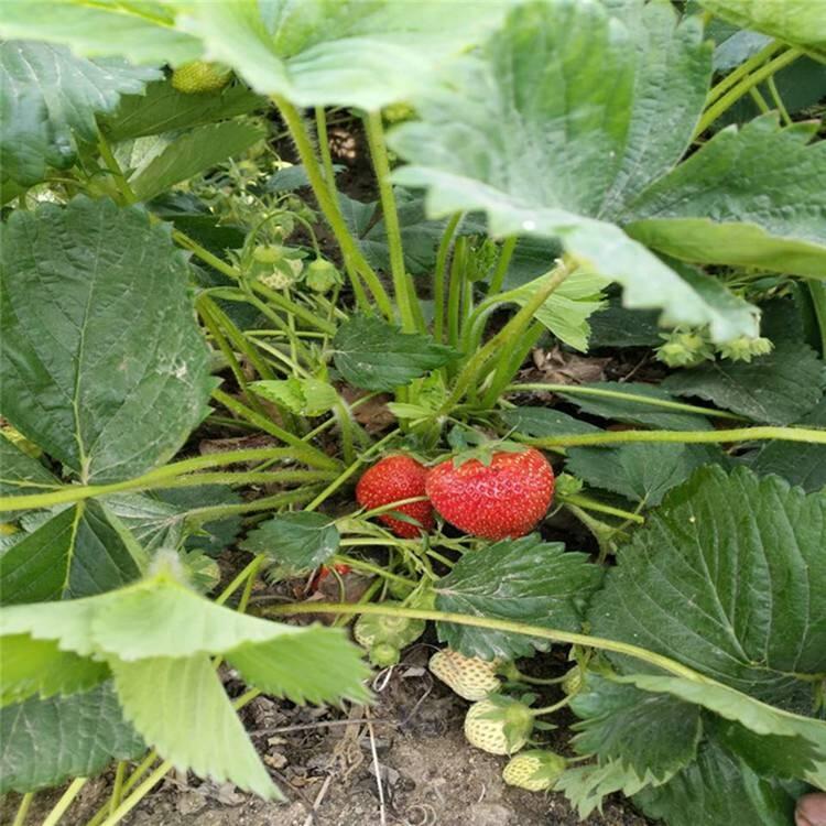 㽭ݮNֲҪע(xing) ݮl(f)r(ji)